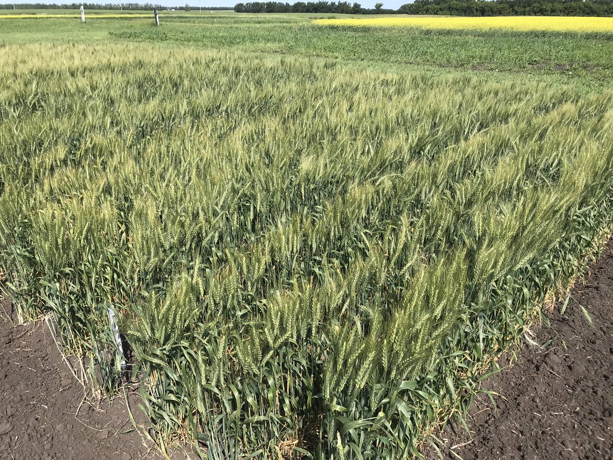 Visit <a href="/CROPSAPALOOZA/">CROPS-A-PALOOZA</a> #Wheat demo to know the value of nutrients, &amp; PGRs to target the high yielding spring wheat on July 24 <a href="/Carberry/">Rachel Carberry</a>,MB