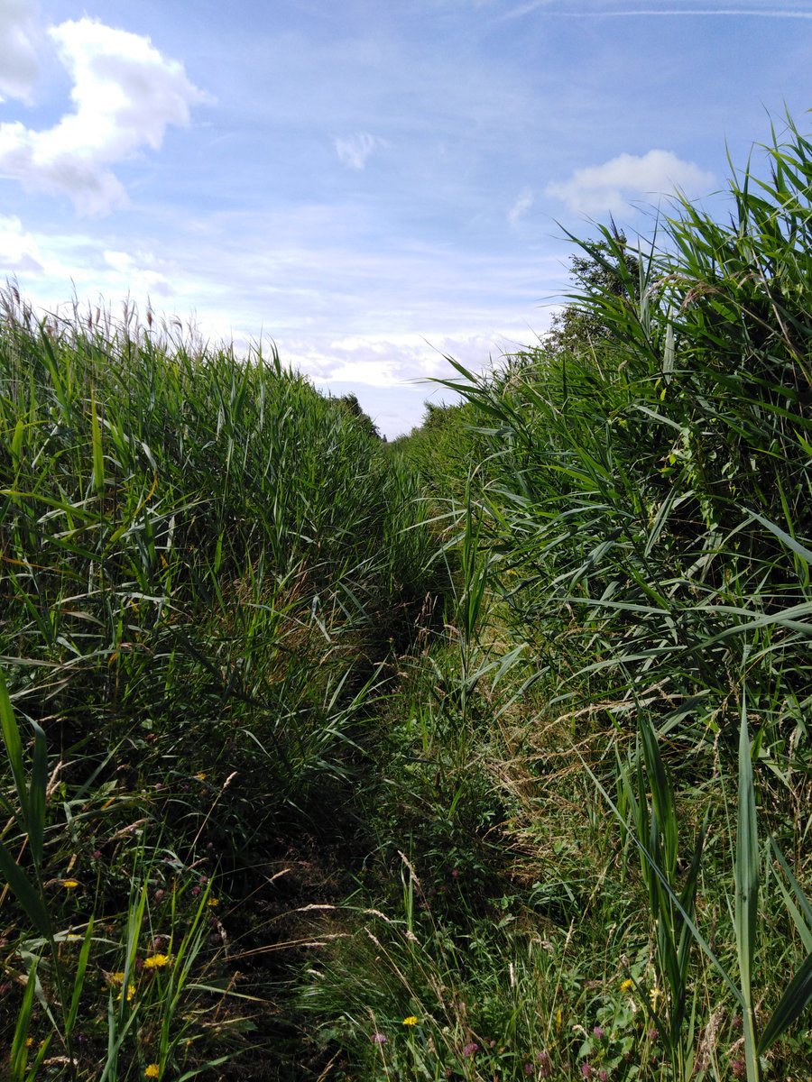 4peatssake2's tweet image. Gloriously sunny day but windy out on the #HumberheadLevels 😕 Vegetation along neglected access tracks not making it easy to monitor along transects😢 #science #tickaware