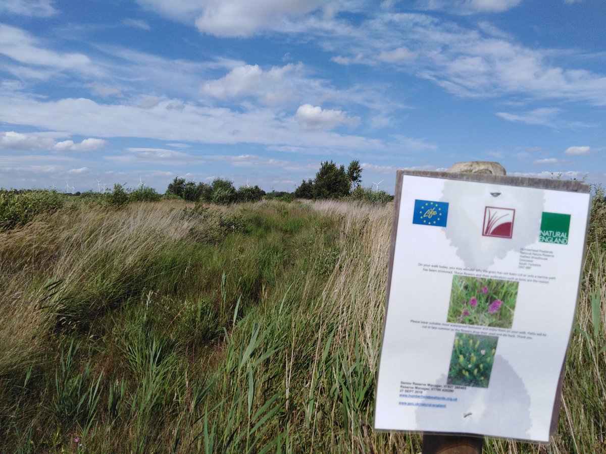 4peatssake2's tweet image. Gloriously sunny day but windy out on the #HumberheadLevels 😕 Vegetation along neglected access tracks not making it easy to monitor along transects😢 #science #tickaware