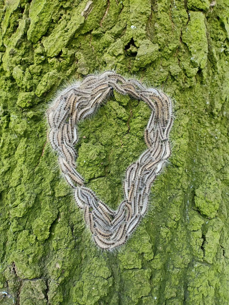 De eikenprocessierups in Oldambt: wat kunnen we eraan doen? Lees er alles over op gemeente-oldambt.nl/in-oldambt/new…