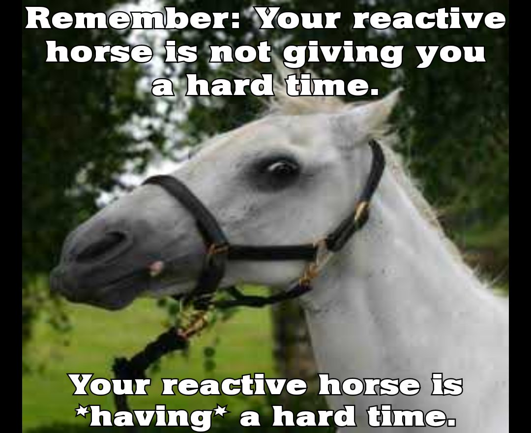 Remember: Your reactive horse is not giving you a hard time. Your reactive horse is *having* a hard time. #horsetraining #equestrian #horses #horse #equestrianlife #animaltraining