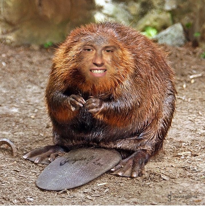 DavidGlantz3's tweet photo. Why can’t I be a cool beaver?! @sternshow @memetwalker #MemetTheBeaver #BeaverOfLove #MemetWalker #HowardStern https://t.co/glAi9HqBAA