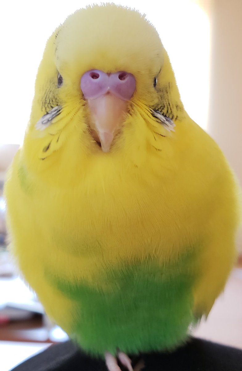 怒ってると誤解されがちな鳥の正面顔 怒ってると誤解されがちな鳥の正面顔