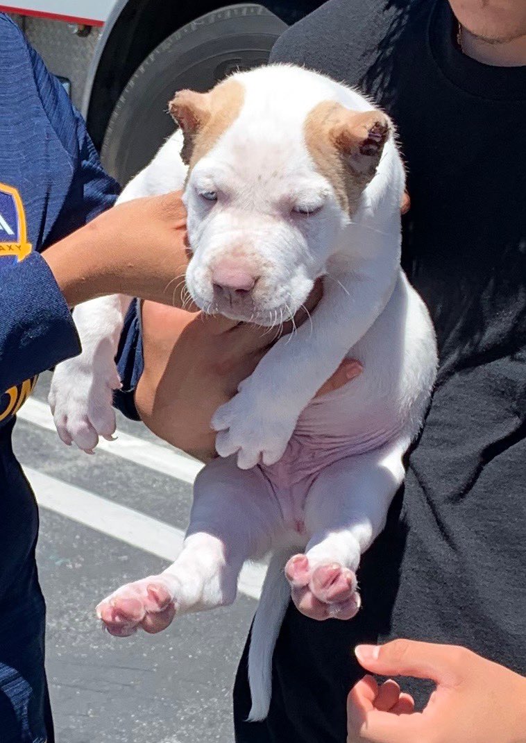 XXXCLUSIVEBULLY's tweet photo. A straight monster at only 7 weeks old the new #LIONKING
#americanbullies
#regulatebloodline https://t.co/IoWZKCnWtT