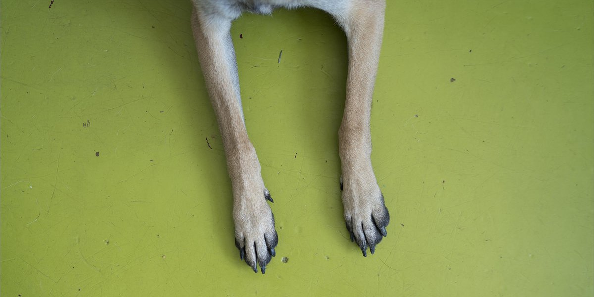 Battersea_'s tweet photo. With hot weather predicted this week, the pavement can become unbearably hot for your dog's paws. Make sure to check the temperature with the back of your hand before going for a walk: if you can't stand it, neither can they. 💙🐶 #HeatwaveUK https://t.co/vr9I438DbQ