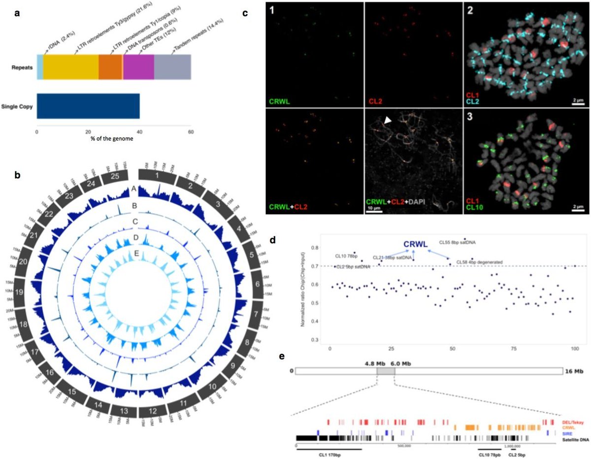marques_et_al's tweet photo. For #genome #satDNA and #retroelement lovers, please have a look in the White Lupin genome browser. We have done a very nice annotation of all main repeat classes. Functional centromeres are associated with CRM and different satDNA elements @satDNA_papers
https://t.co/Bs9scEa9SH https://t.co/CFxyRBGrzK