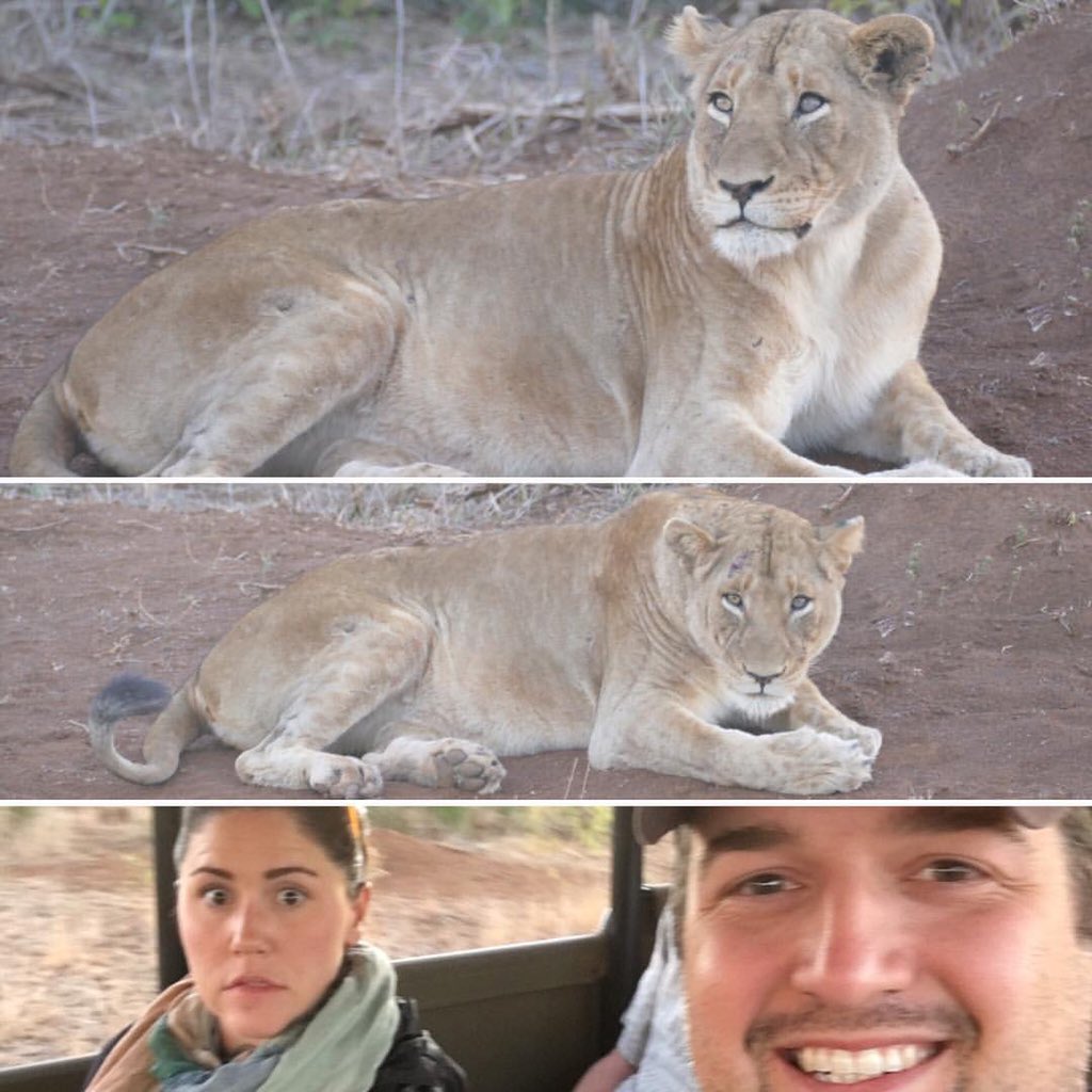ClayHendon's tweet photo. @junior_miller my wife made eye contact at Kruger and got the mean mug...the lioness was NOT looking st something behind us 😬 https://t.co/Nobl6u57sc