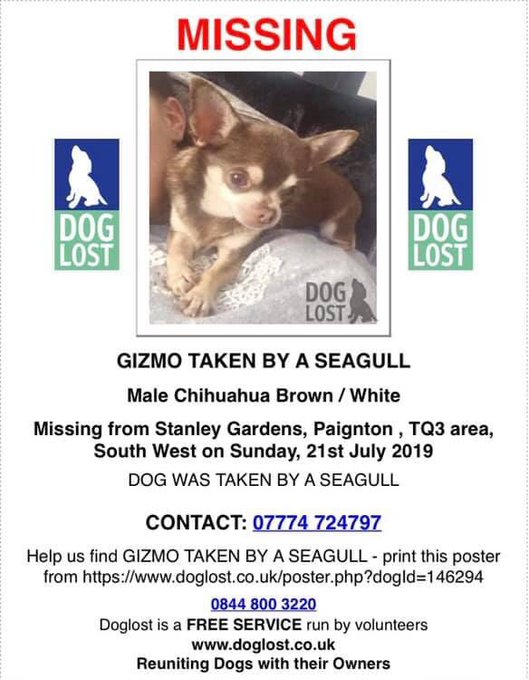 Un chihuahua enlevé par une mouette en Angleterre EAFFNkkW4AEE40u?format=jpg&name=small