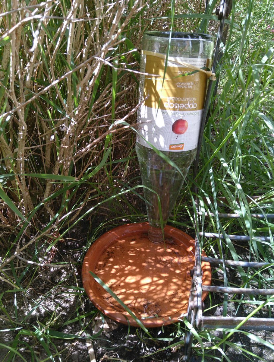 JonasRoothans's tweet image. Heb net even snel een waterbakje voor de buurtkatten en vogels (niet tegelijkertijd) geknutseld. 

De volle fles water staat op de kop, op een takje (dus niet plat op de schotel), en is met een elastiekje vastgezet aan het plantenrek. 
#trustmeimanengineer