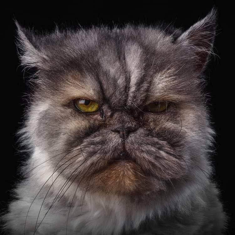 KhalifahMedia's tweet photo. Hanya potrait kucing untuk tatapan. Begitu hensem dan cantik adik-adik ini semua. 😍😂 https://t.co/3LKuPnhW1k