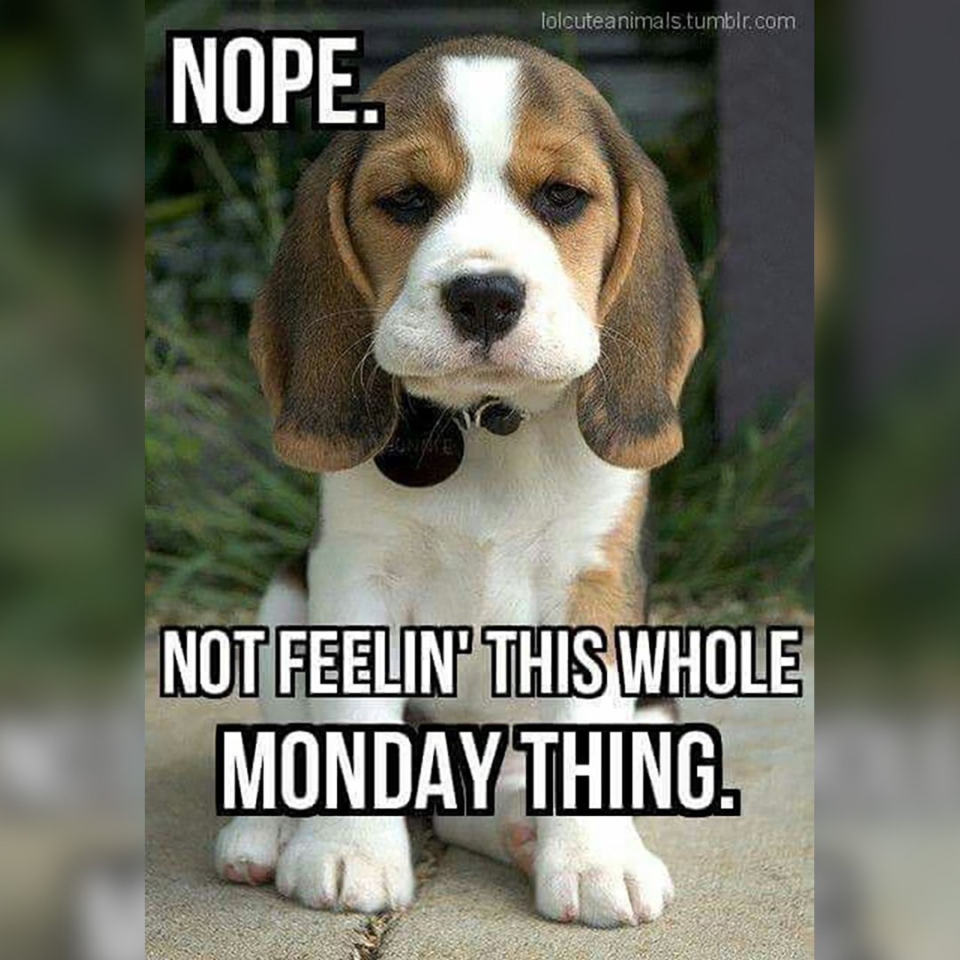 RidgebackV's tweet image. 