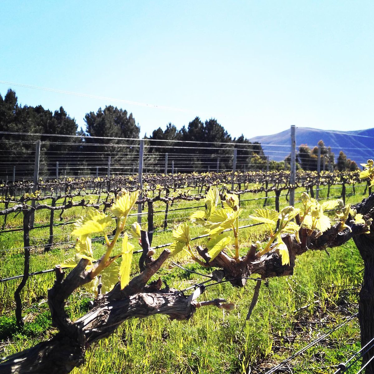 indigowine_uk's tweet photo. Countdown to #NewWave
Meet Wade Sanders, Brunia Wines, named after the Brunia Leavis flower found in the pristine fynbos shrubland on the estate. #organic farming, altitude, maritime influence, wines with bright acidity, tension and ageability. https://t.co/8wV5iQmx1T
