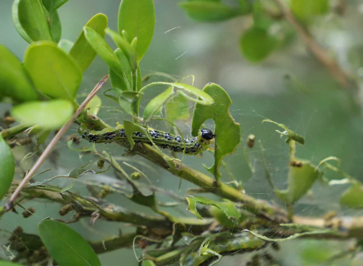 Les erugues del boix🐛🌿 ja estan molt actives📆, des del nostre equip fem una crida a la participació per fer el seguiment de l'espècie!

👀Ulls ben oberts i si veieu boixos afectats 👉foto a: 

App: play.google.com/store/apps/det… 

+INFO: alertaforestal.com/alerta-foresta…

Foto: Emili Bassols