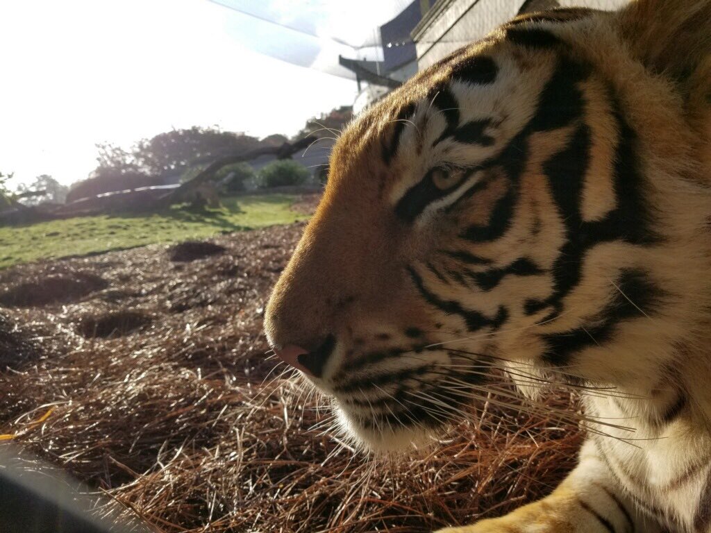 Eye of the Tiger.