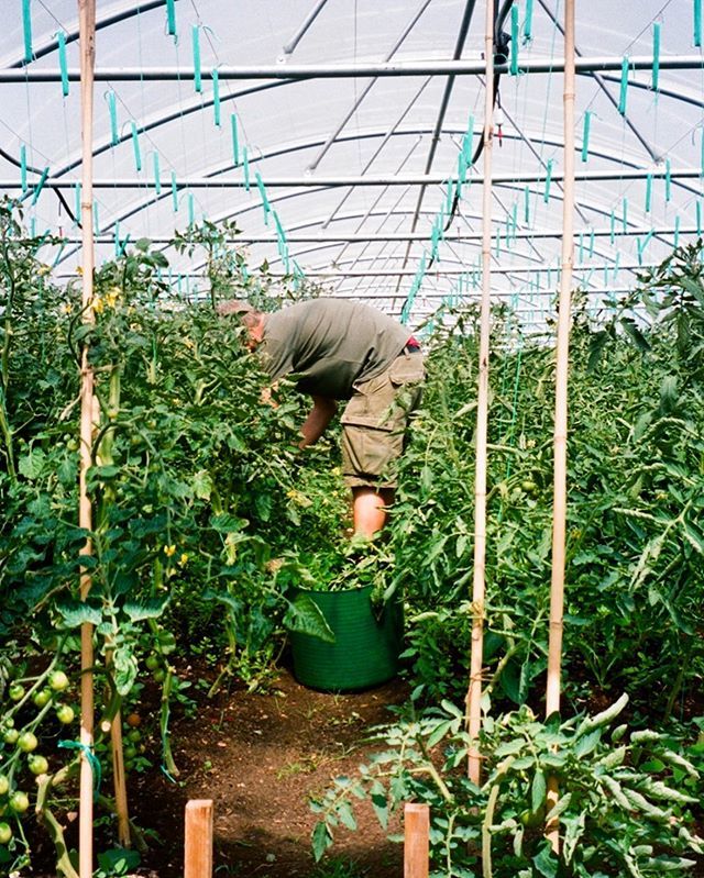 Busy pruning tomato plants @heckfield_place ift.tt/2JUj9jY