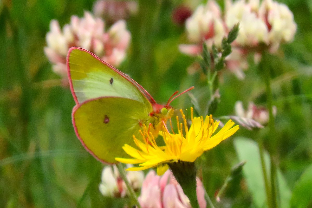 BirdingMagazine's tweet photo. We went to St. John's primarily for birds, but we were also well pleased with our haul of butterflies (clockwise from top left, short-tailed swallowtail, pearl-bordered fritillary, Canadian tiger swallowtail, pink-edged sulphur).
#birdsNL #birdlistNL #LoveStJohns #FlocksNL https://t.co/qaIO2DrOim