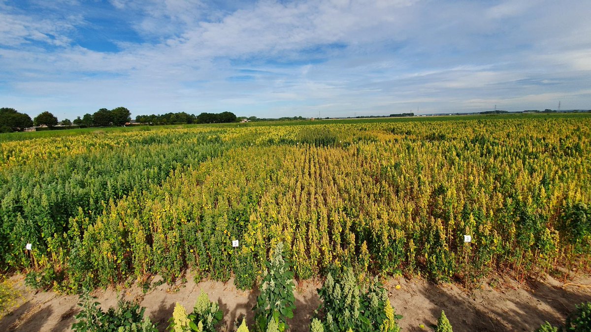 The Quinoa Company tweet media