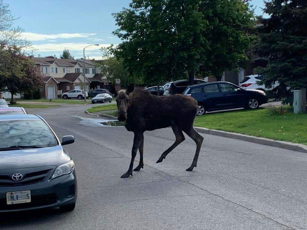ottawasuncom's tweet photo. Today's commute involves detours and also more moose than normal https://t.co/6F9YKCiyvS https://t.co/6yTIqvyyjS