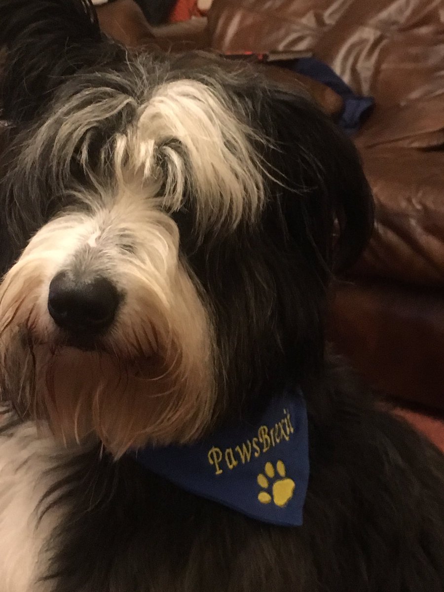 GlasgowEurope's tweet photo. @trishgreenhalgh Are handsome dogs allowed? This is Oscar gearing up for #Pawsbrexit in #Glasgow last year. Sad to say it was a bit wet on the day! We are still keen on #pawsing #Brexit here in #Glasgow Matter of fact 63% of the Scottish electorate voted no to #Brexit in 2016 Time for a #finalsay https://t.co/OHVpDxfHd6