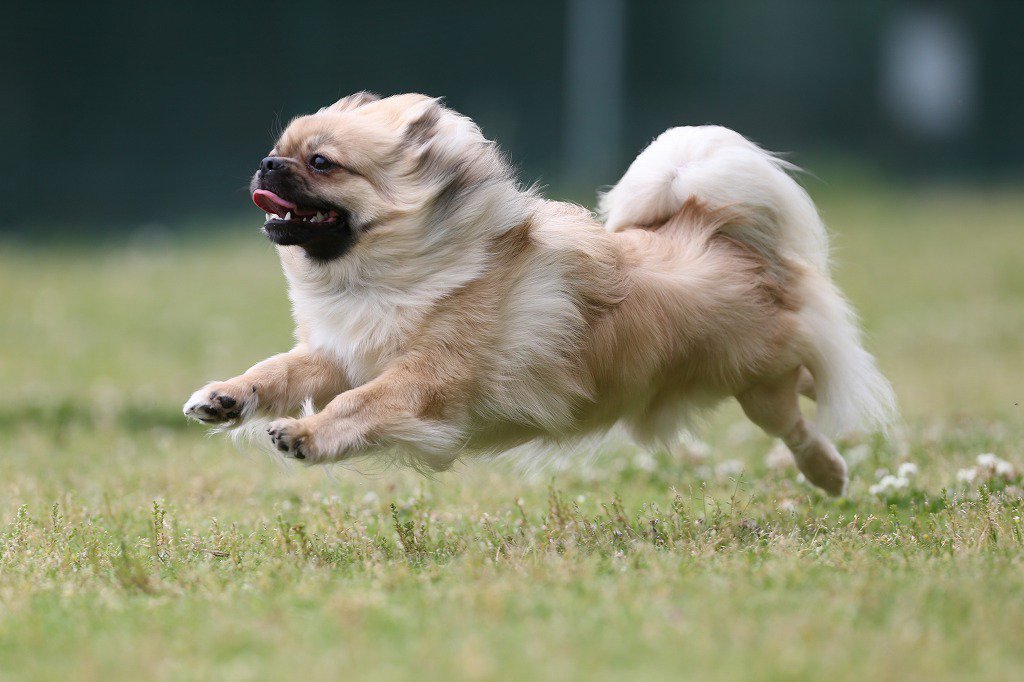 飛んでる犬の写真で元気になりたい Togetter