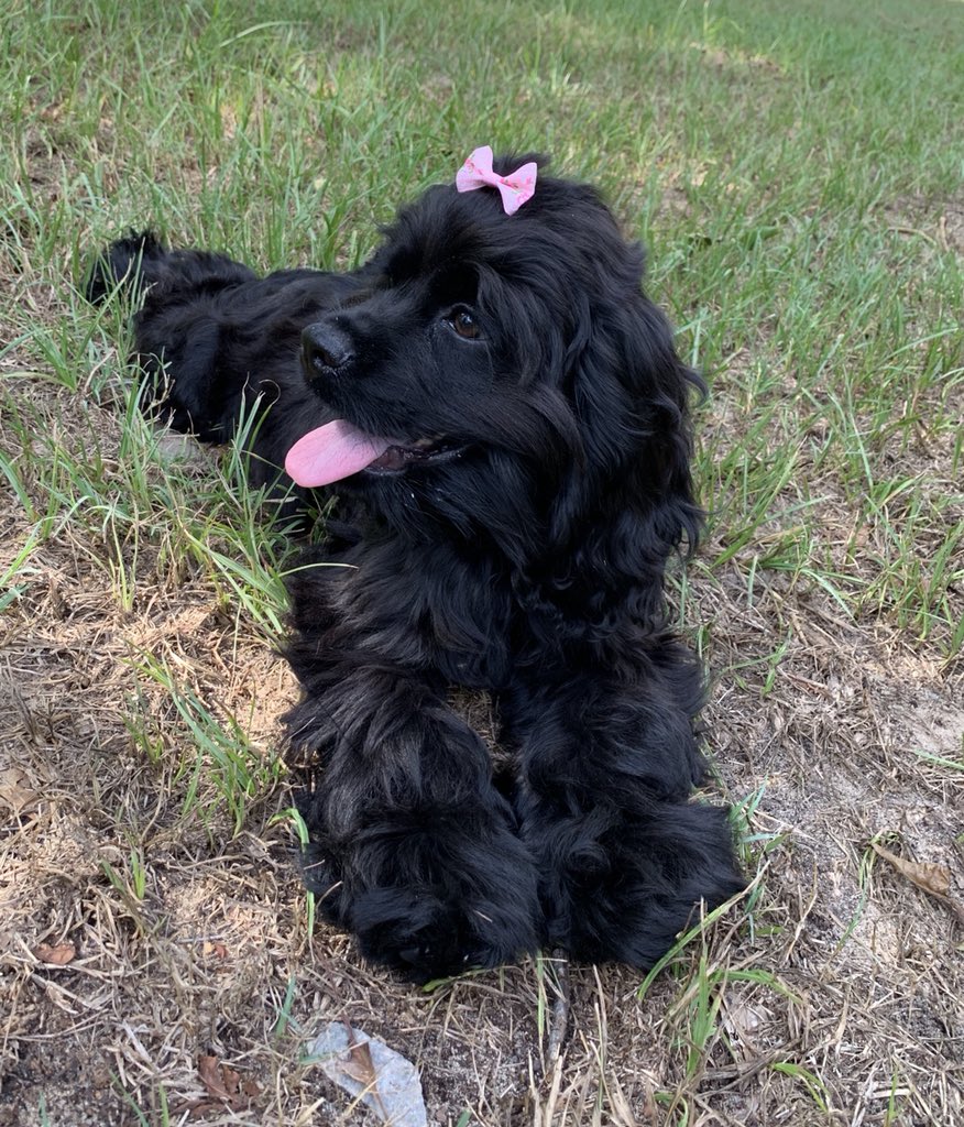 heprice95's tweet photo. Newest addition to the Price family💕 https://t.co/mGnzYiCcOH