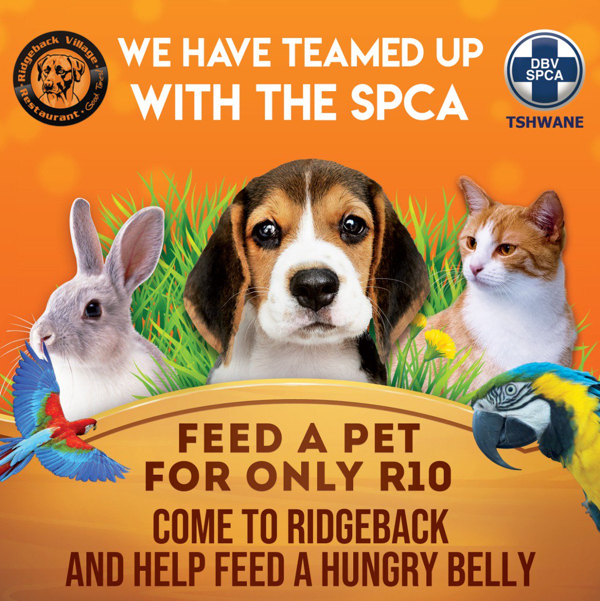 RidgebackV's tweet image. 