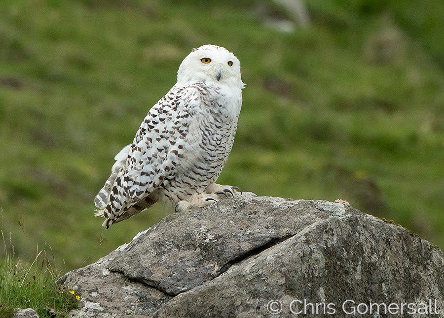 A great photo of the snowy owl at St Kilda by guide Chris Gomersall aboard Elizabeth G. Other sightings include 3 basking sharks in the Sound of Harris, painted lady butterflies on Hirta, common dolphins, minke whales.and an otter. #snowyowl #stkilda VisitScotland #scottishcruise