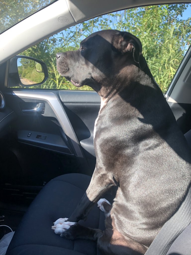 TmLoudermilk's tweet photo. On the way to help out the family business on a Monday morning, 🐶#nothingbutbusiness #pitbull https://t.co/93pzvWYeYO