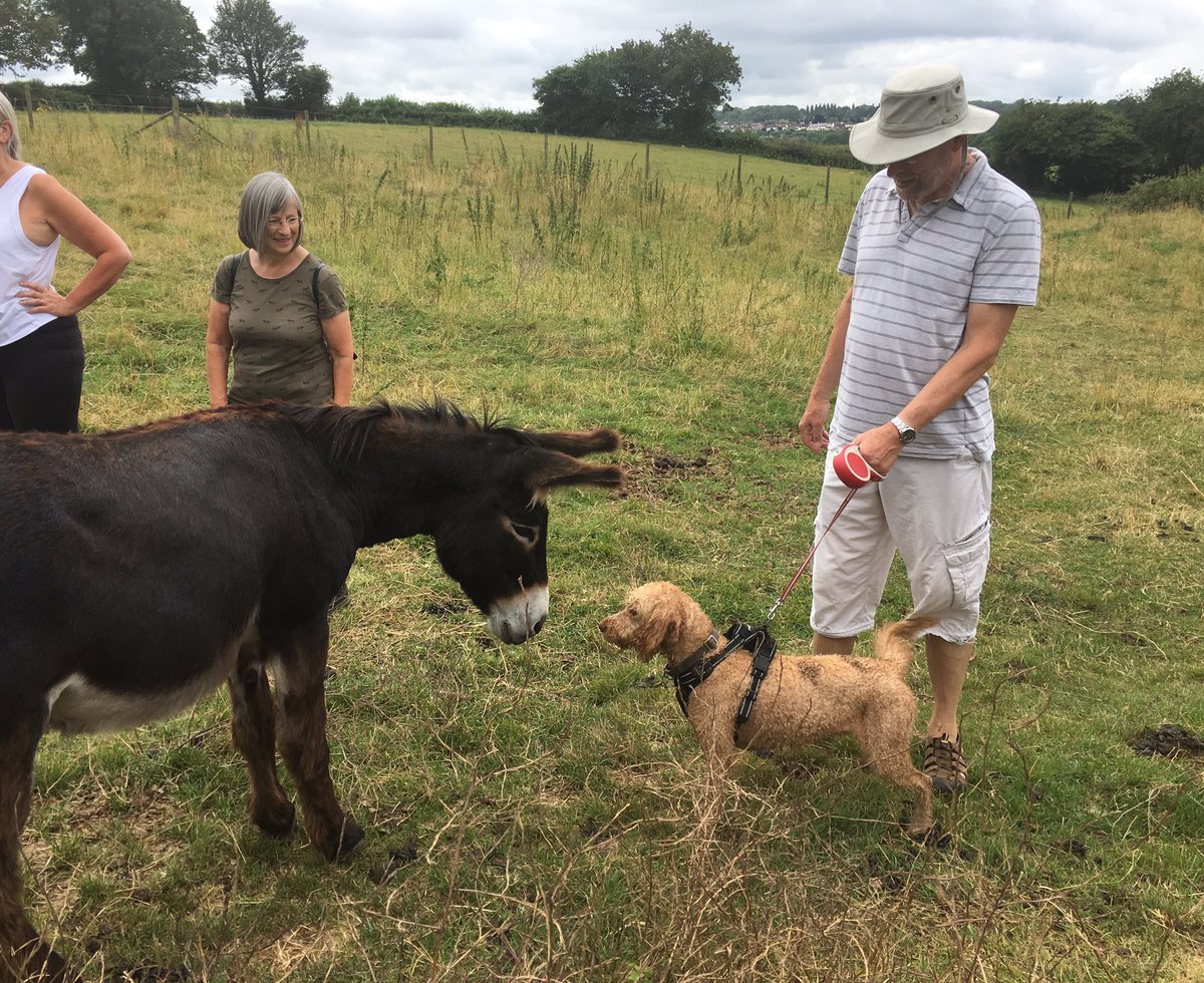 jane_braham's tweet photo. Great Walkingfitclub walk from The Old Crown Kelston and lovely coffee after. #donkeys #donkeymeetsrascal @OldCrownKelston @donkey #donkeyanddog https://t.co/uypvM82c6k