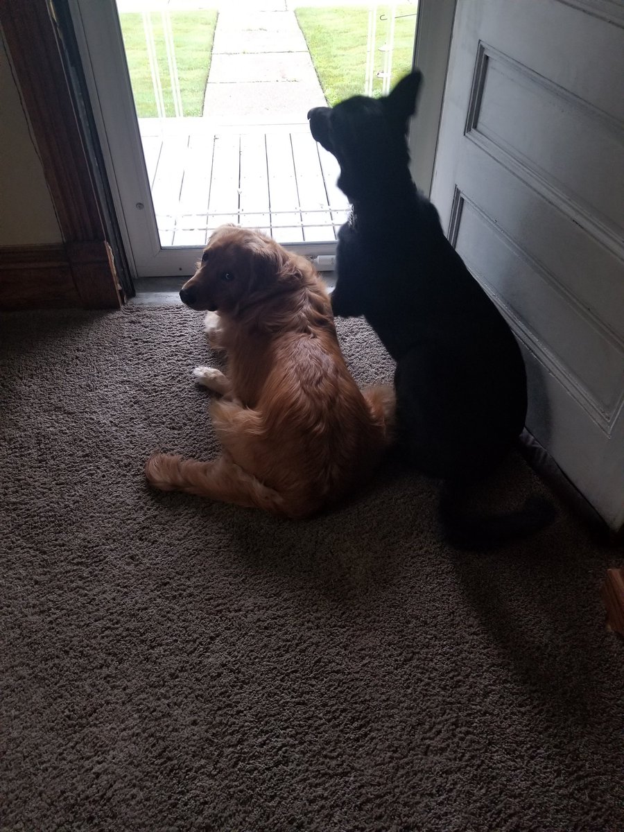 Security system armed. The vigilant golden, and the dont mess with my pack shepherd