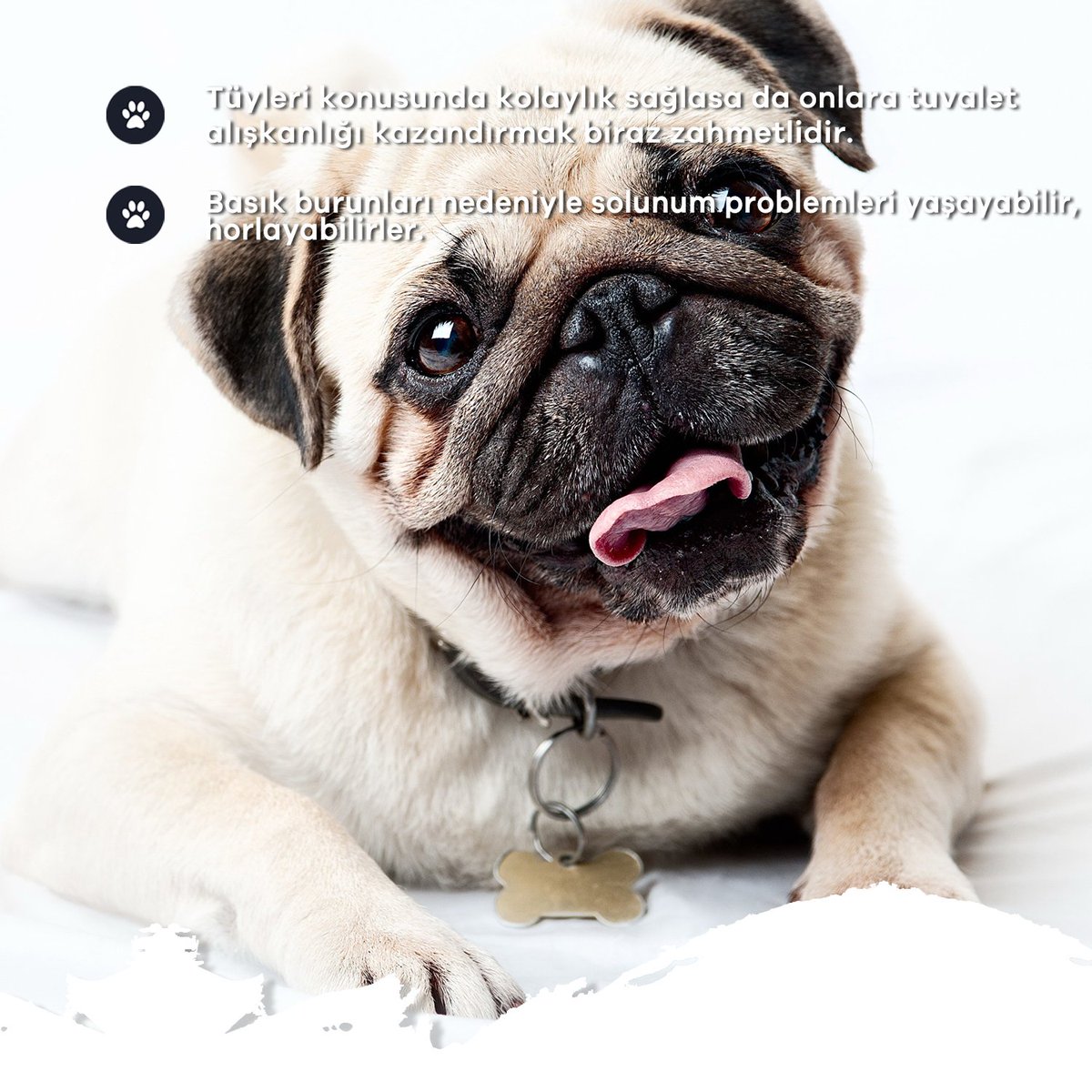 Bilgi Geçidi’nde bu gün; #Pug 🐕
#pug #pugly #pug_feature #pugs #pug🐶 #puglicious #puggy #nonveniteinpuglia #worldofcutepugs #puggie #pugrequest #pugsproud #pugilato #pugfamily #puglyfe #pugscorner #pugsoftheday #pugglelife #pugsproud_feature #metropolitanhayvanhastanesi