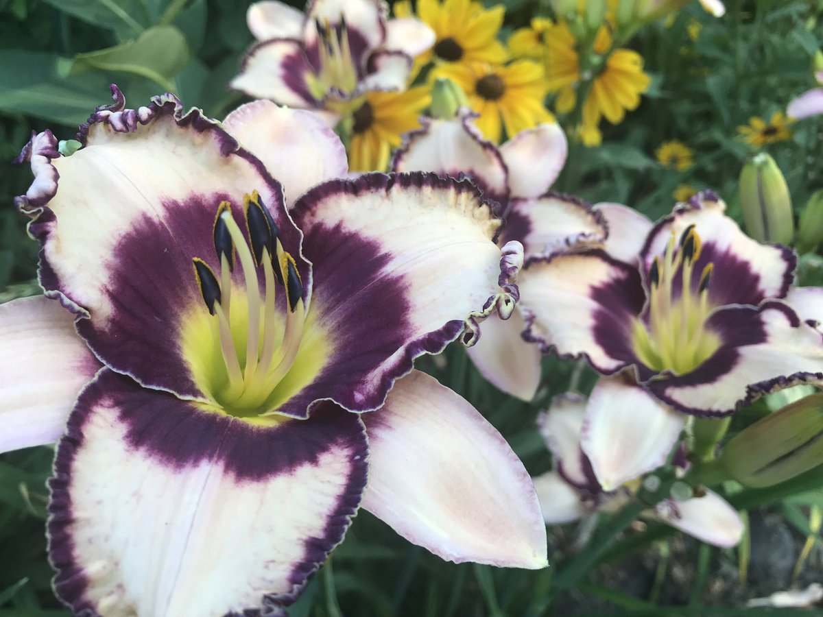 “Edge of Paradise” (Stamile, ‘98) is a great grower in my Midwest garden. The budcount has never been close to the 40+ listed in the daylily database. 20-24 buds is what I see in my garden.  Still a great flower! #daylily #daylilies