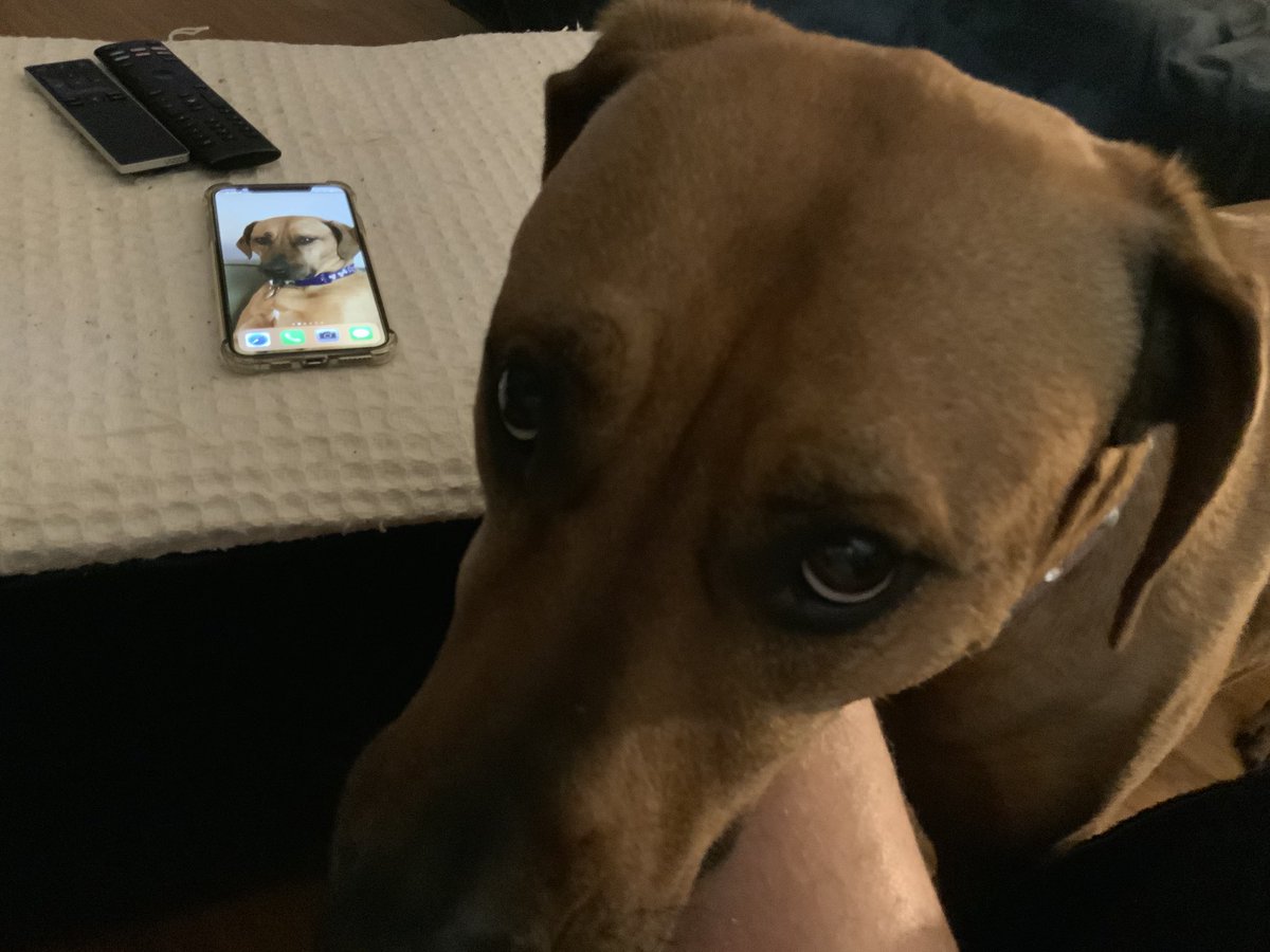 ScottsHusband's tweet photo. Daddy, you don’t have enough pictures of me! 🥰 #HarVee #sweetbabygirl #DogsofTwittter #lgbtq #gayfamily https://t.co/P91j3CN0BC