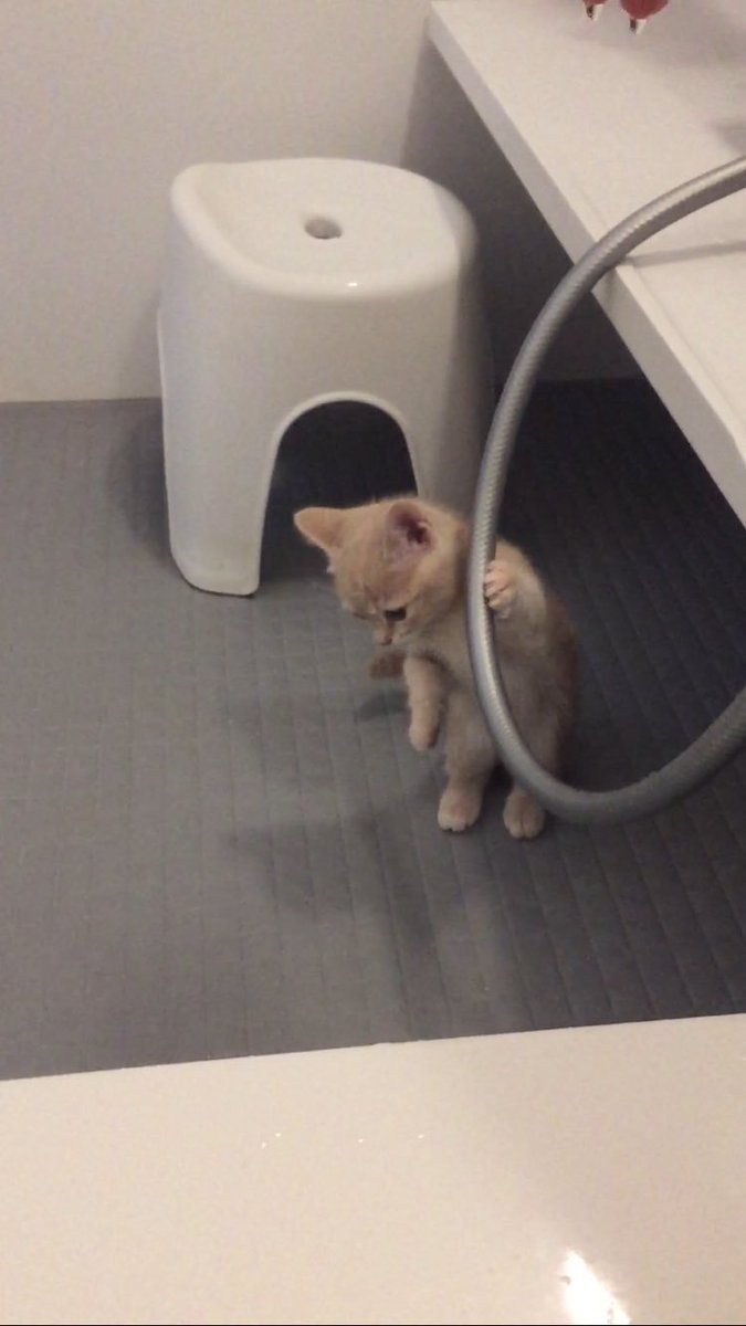 ยูเนเว่อชิปโดแทอะโลน tweet media