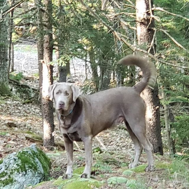 KrauseDave's tweet image. Bash in his backyard wilderness!
#silverlabrador #silverlabsofinstagram #silverlab #maine #igersmaine #maine_igers  #harpswellmaine  #harpswellme #harpswell #EIBIH ift.tt/2GomLJX
