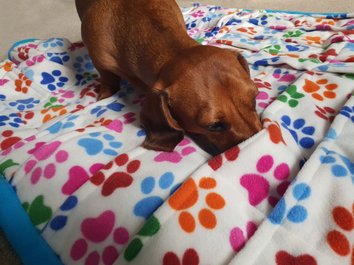 CAMarthritis's tweet photo. Our latest CAM conversation is available now... https://t.co/C8Hndjmpt6 #blog #dogs #funfordogs #yourdogmoreyears https://t.co/0UryfdCNZu