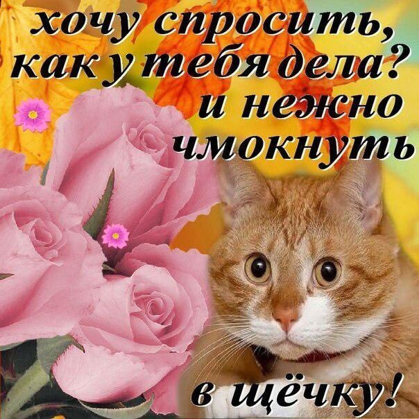 Картинки с надписями привет как здоровье, поздравить