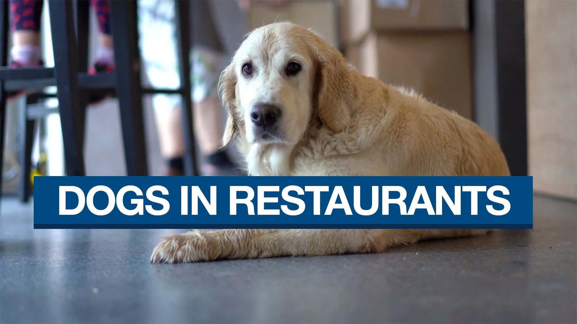 What Is The Law On Dogs In Restaurants