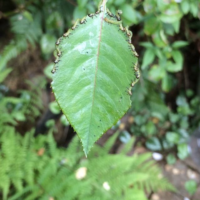 studioslowlane's tweet image. Comedy caterpillars on a rose leaf in the garden...
.
.
.
#caterpillars #roseleaf #shouldbeworking #wonderofnature