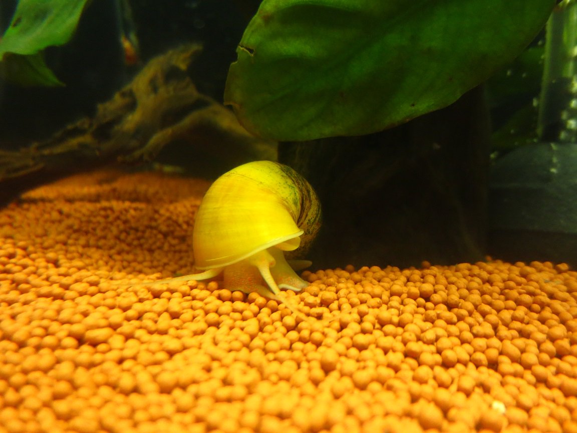 soskim2002's tweet photo. 집에 있는 담수어항 사진 몇 장 찍어봤심다. 애플스네일(Apple snails), 만강홍(Azolla), 물���추(Water lettuce) https://t.co/35Hzb0OWyB