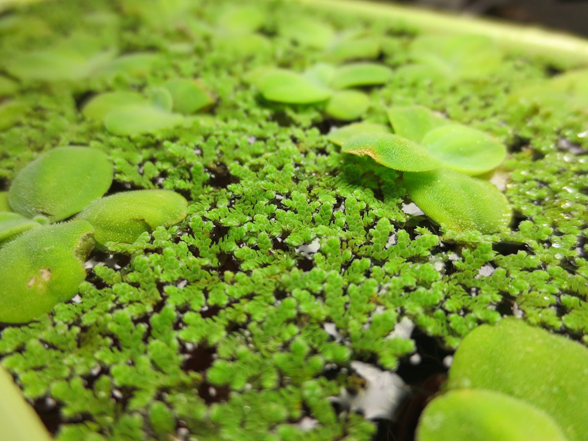 soskim2002's tweet photo. 집에 있는 담수어항 사진 몇 장 찍어봤심다. 애플스네일(Apple snails), 만강홍(Azolla), 물���추(Water lettuce) https://t.co/35Hzb0OWyB