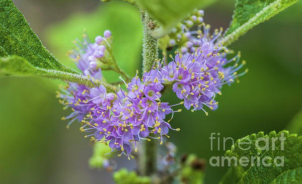 FLai1234's tweet photo. New artwork for sale! - "Beautyberry, Callicarpa americana" - https://t.co/AHFG9cmVA6 @fineartamerica https://t.co/8CQQu06grP