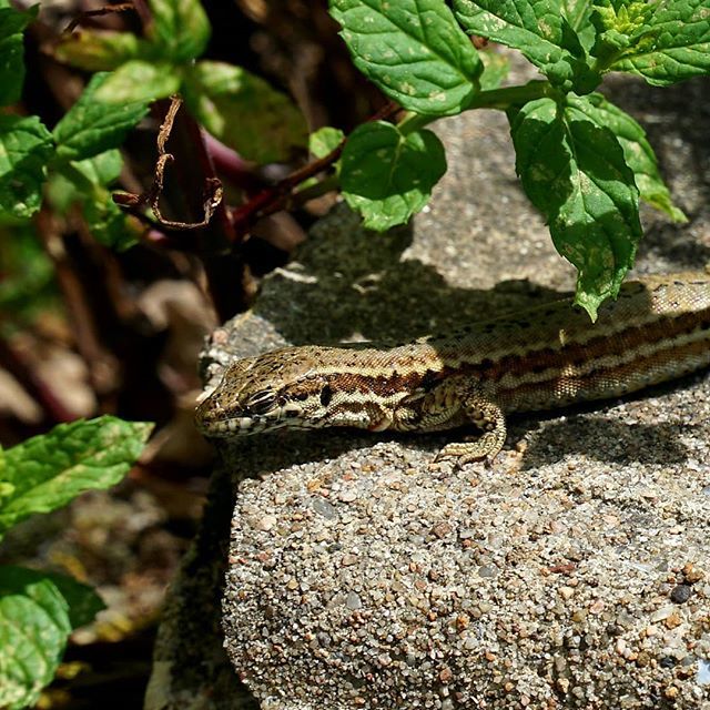 #lizard #reptiles #frenchnature #mygarden #jardin #sonyalpha6000 #beaujolais #sonycamera #tourism ift.tt/2Swn4qS