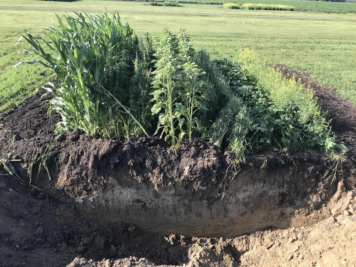 Wondering how deep are your #roots? Visit #Soil Pit demonstration <a href="/CROPSAPALOOZA/">CROPS-A-PALOOZA</a> on July 24 <a href="/Carberry/">Rachel Carberry</a>,MB