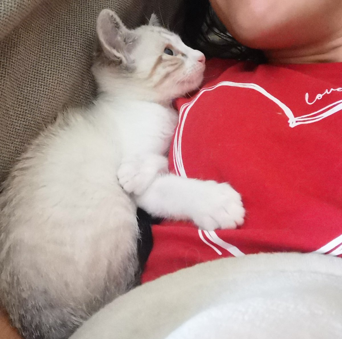 AviCarvajalVfx's tweet photo. 🙏🏻URGENTE
Nunca pido nada y me veo en la necesidad. Tengo 1 semana para irme de la casa en la que estoy y busco piso con una amiga en Santiago de Compostela.
De equipaje? Mis gatas, mi micrófono y mi cámara. Necesitamos un piso donde poder estar con ellas. 1000 gracias🙏🏻 https://t.co/qtLc3EeYVN