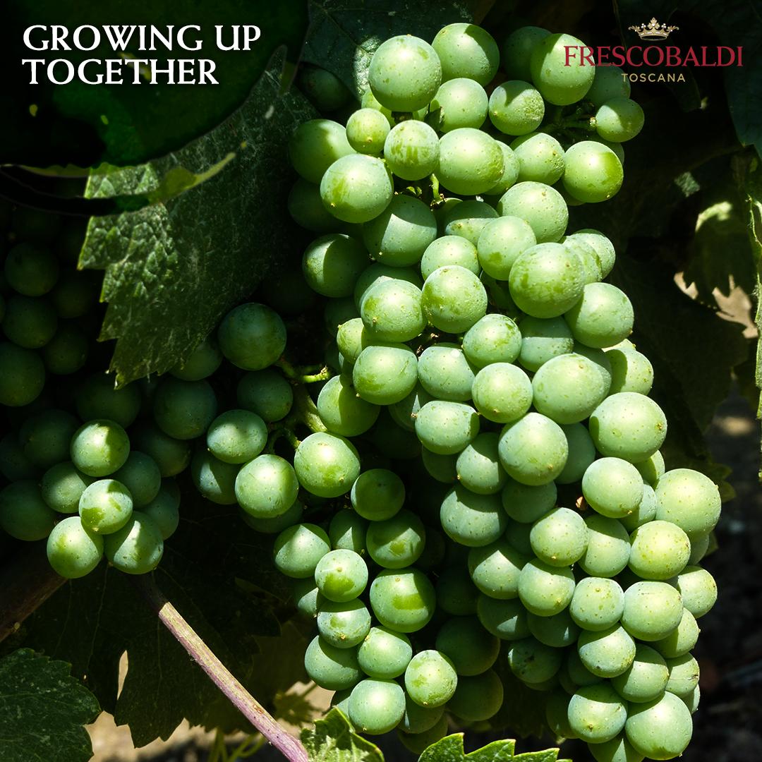 FrescobaldiVini's tweet photo. Waiting for the gifts of a special blooming.

#CastelloPomino #Frescobaldi #ToscanaDiversity https://t.co/xhX79b5vtg