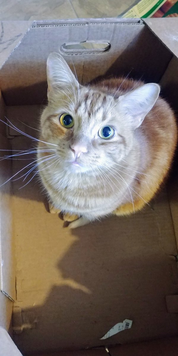 thekittensthree's tweet photo. Everyday is boxing day. #cats https://t.co/jRmEfGgP8p