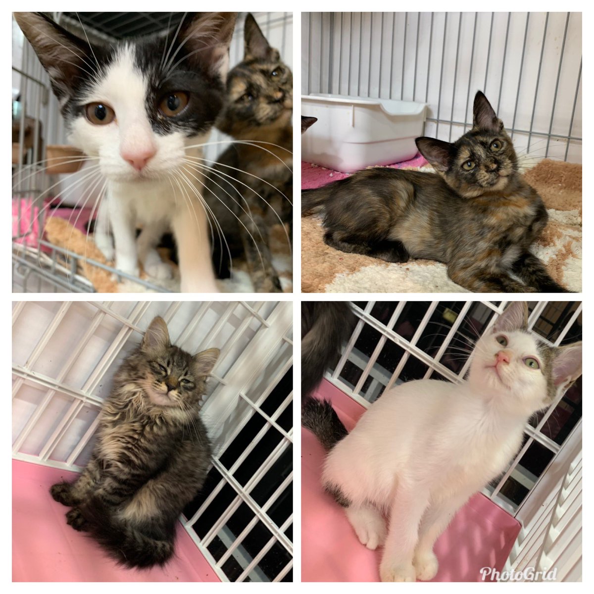 子猫ちゃんも沢山です!保護されている施設をご紹介する形になります。
大切に家族に迎えたい方よろしくお願いします???人生が豊かになるかもですよ?