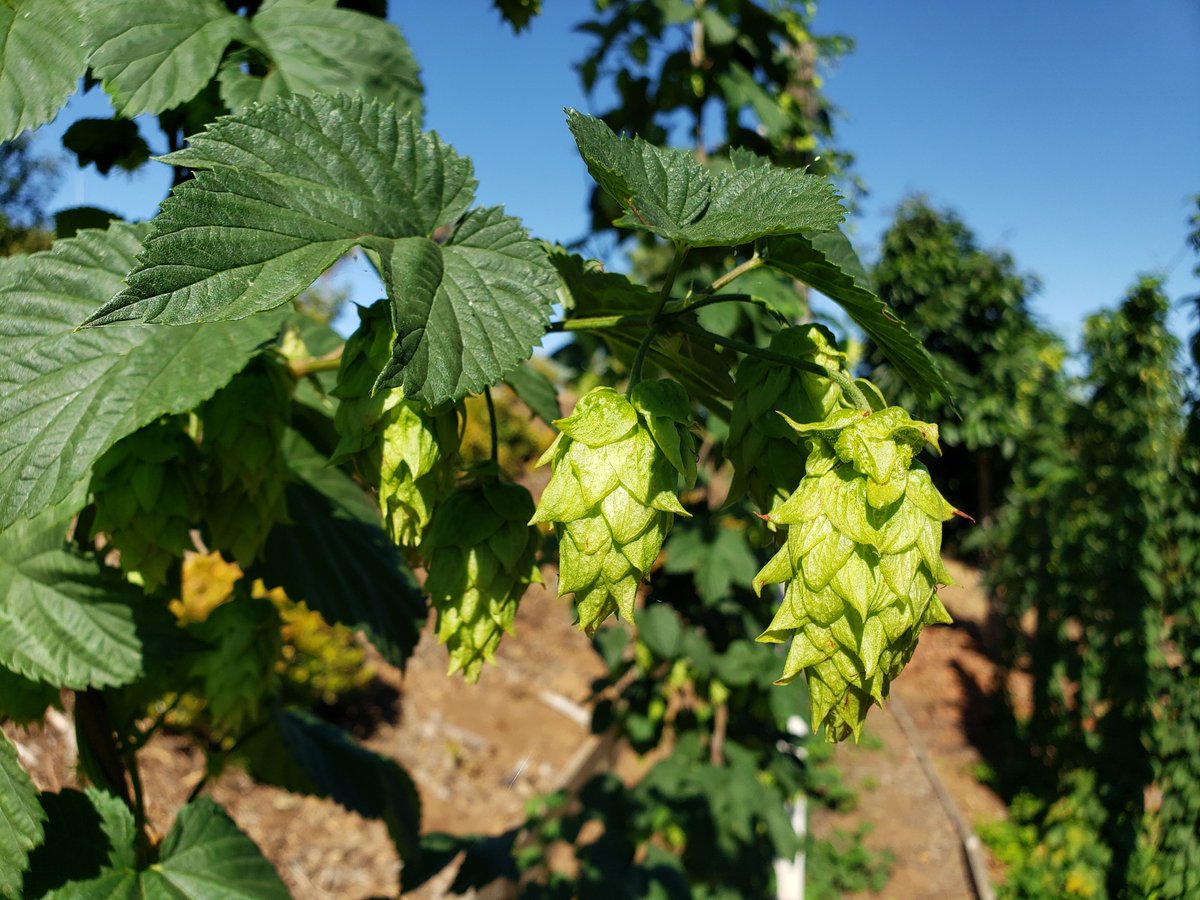 Chillindamos's tweet photo. First harvest is nearing. These Chinook hop cones are about 1-2 weeks from being ready. #homebrew #igrowhops #quafforg https://t.co/aChLYvWiAz