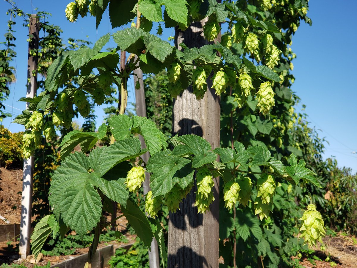 Chillindamos's tweet photo. First harvest is nearing. These Chinook hop cones are about 1-2 weeks from being ready. #homebrew #igrowhops #quafforg https://t.co/aChLYvWiAz